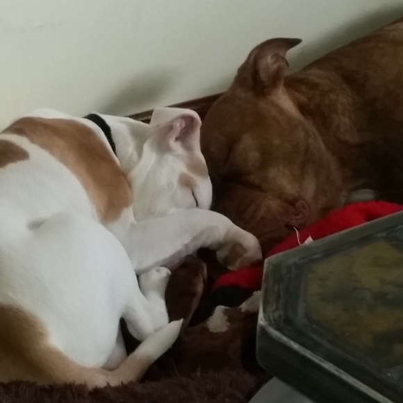 pibble2019
